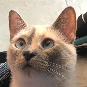 Meet your Posher, Frances